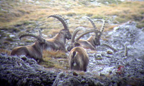 Osservare la fauna di Samnaun