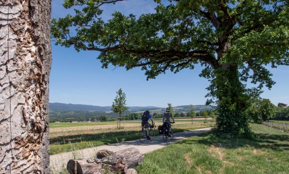 Route du vignoble de La Côte