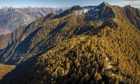 Gli antichi boschi di faggio della Valle di Lodano