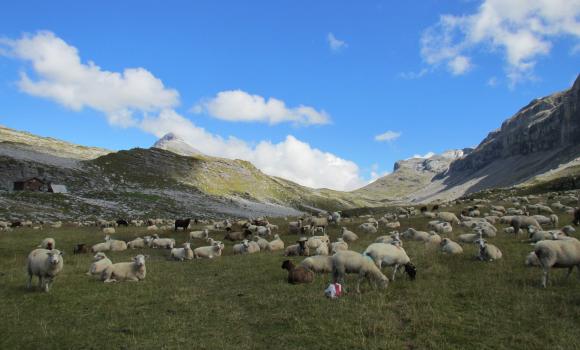 Un'escursione tra le pecore al pascolo
