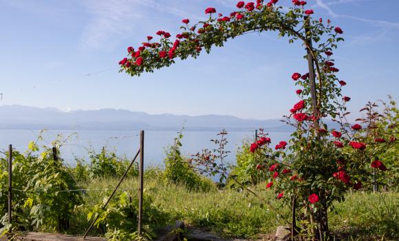 Tour du Léman, Tappa 1/4