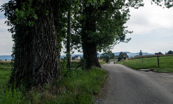 Route du Vignoble de Bonvillars