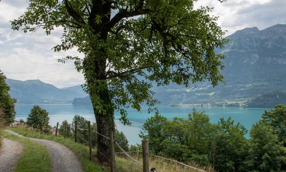 Brienzersee Bike