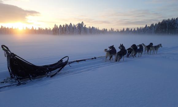 Con gli Huskies attraverso il mondo invernale