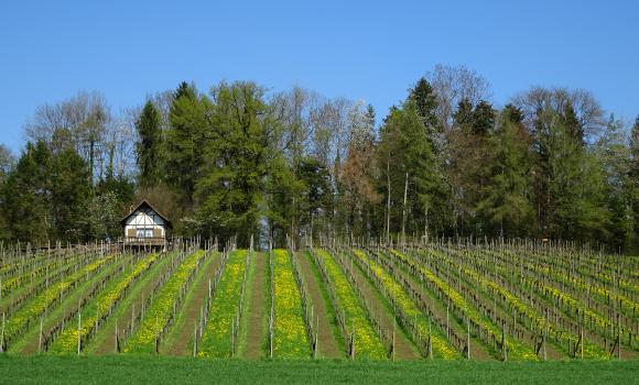 Glatt-Route, Tappa 2/2
