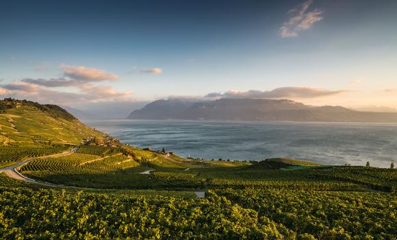 Area vitivinicola del Lavaux