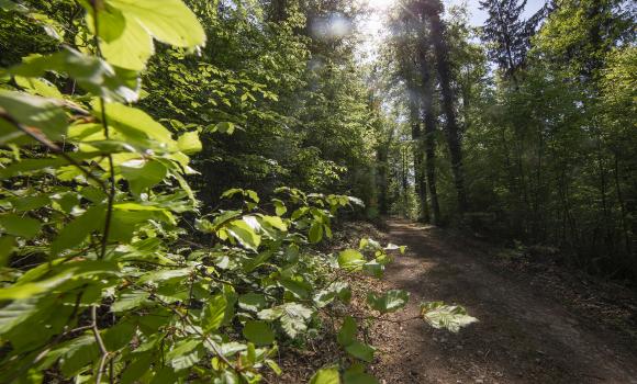 Sentier du Sel