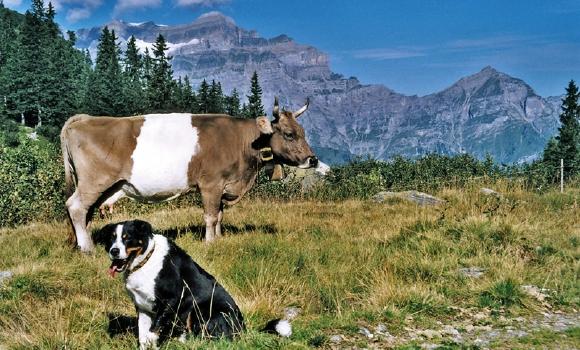 Vita da alpigiano nella regione di Glarona