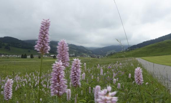 Percorso dei laghi