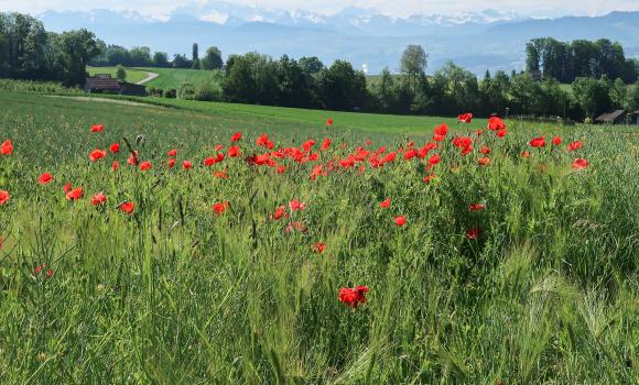 Zürichsee-Rundweg