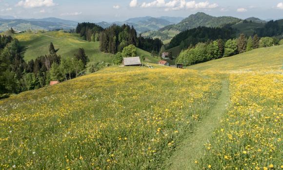 ViaJacobi, Tappa 2/33