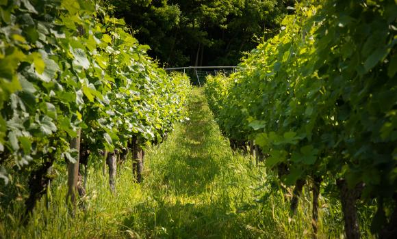 Fra le vigne con la viticoltrice