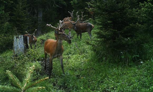 Osservare la fauna dallo «Schwendi Brönd»