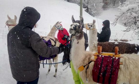 Trekking avec des lamas