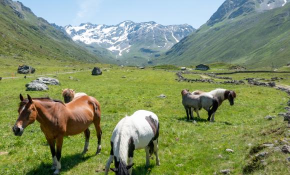 Jakobsweg Graubünden, Étape 8/19
