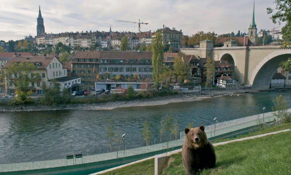 Parc aux ours de Berne