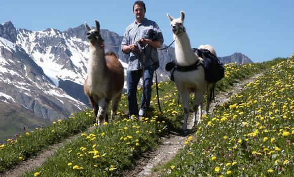 Trekking avec des lamas jusqu’à la yourte