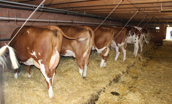 Visite à la ferme