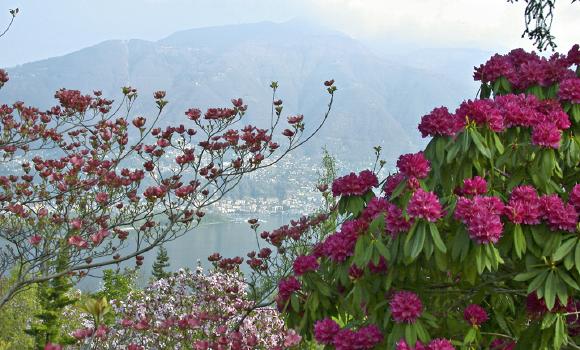 Vairano: camélias et magnolias en fleurs